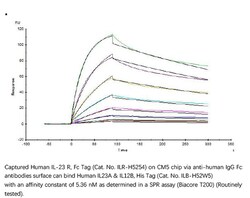 ACROBiosystems ACROBiosystems Human IL-23 R Protein, Fc Tag, Quantity:
