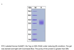 ACROBiosystems ACROBiosystems FITC-Labeled Human SLAMF7 / CRACC / CD319