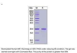ACROBiosystems ACROBiosystems Biotinylated Human MIF Protein, His,Avitag,