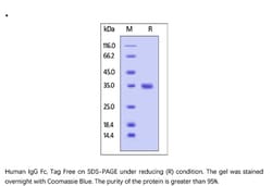 ACROBiosystems ACROBiosystems Human IgG2 Fc Protein, Tag Free, Quantity: