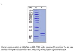 ACROBiosystems ACROBiosystems Human Apolipoprotein A-II / APOA2 Protein,