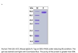 ACROBiosystems ACROBiosystems Human TrkA / NTRK1 (33-417) Protein, Mouse