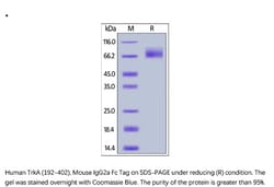 ACROBiosystems ACROBiosystems Human TrkA / NTRK1 (192-402) Protein, Mouse