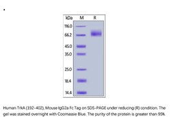 ACROBiosystems ACROBiosystems Human TrkA / NTRK1 (192-402) Protein, Mouse
