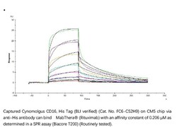 ACROBiosystems ACROBiosystems Cynomolgus Fc gamma RIII / CD16 Protein,