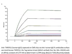 ACROBiosystems ACROBiosystems Human TNFSF11 / RANKL / CD254 Protein, His