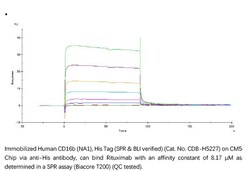 ACROBiosystems ACROBiosystems Human Fc gamma RIIIB / CD16b (NA1) Protein,