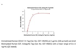 ACROBiosystems ACROBiosystems Biotinylated Human SCF / KITLG Protein, Avitag