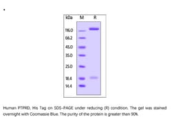 ACROBiosystems ACROBiosystems Human PTPRD Protein, His Tag, Quantity: Each
