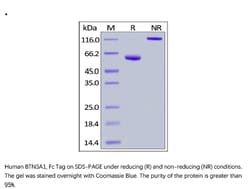 ACROBiosystems ACROBiosystems Human BTN3A1 / CD277 Protein, Fc Tag, Quantity: