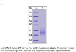 ACROBiosystems ACROBiosystems ActiveMax Human GM-CSF Protein, Tag Free,
