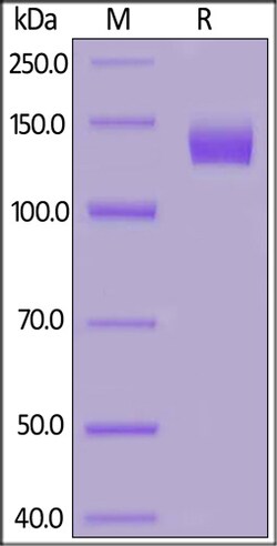 ACROBiosystems 50UG HUMAN ACE2 FC TAG MALS, Quantity: Each of 1
