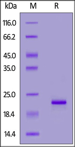 ACROBiosystems Biotinylated Human Alpha-Synuclein Protein, His,Avitag,