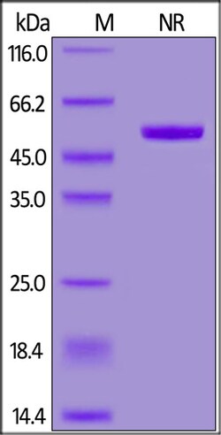 ACROBiosystems RECOMBINANT PROTEIN 100UG HUMA, Quantity: Each of 1