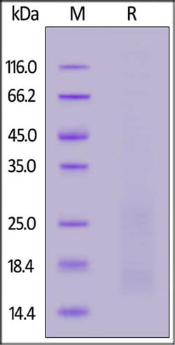 ACROBiosystems ACROBiosystems Rat BAFFR / TNFRSF13C Protein, His Tag, Quantity: