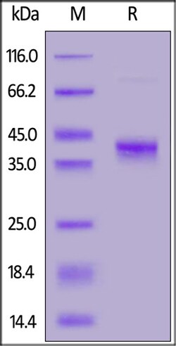 ACROBiosystems ACROBiosystems Cynomolgus / Rhesus macaque BCMA / TNFRSF17