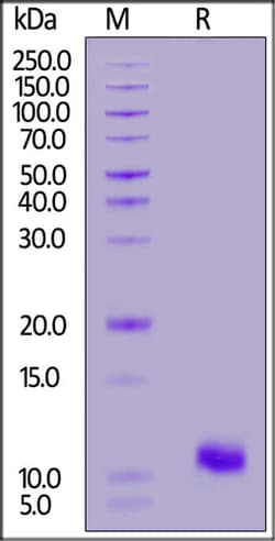 ACROBiosystems CANINE BCMA / TNFRSF17 PTN 1MG, Quantity: Each of 1