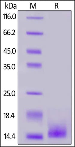 ACROBiosystems ACROBiosystems Cynomolgus / Rhesus macaque BCMA / TNFRSF17