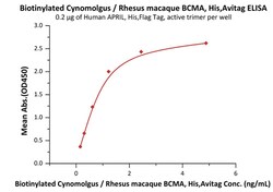 ACROBiosystems Biotinylated Cynomolgus / Rhesus macaque BCMA / TNFRSF17