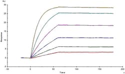 ACROBiosystems Anti-BCMA Neutralizing Antibody, Mouse IgG1 (recommended