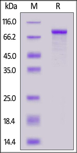 ACROBiosystems ACROBiosystems Cynomolgus / Rhesus macaque Cadherin-6 /