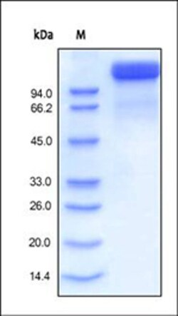 ACROBiosystems Human Semaphorin 4D / SEMA4D / CD100 Protein, Fc Tag, Quantity: