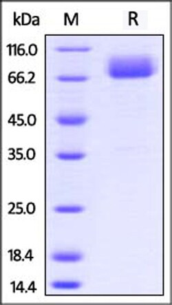 ACROBiosystems ACROBiosystems Mouse B7-1 / CD80 Protein, Fc Tag (MALS verified),