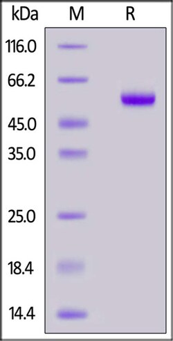 ACROBiosystems ACROBiosystems Biotinylated Mouse CD40 / TNFRSF5 Protein,