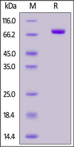 ACROBiosystems ACROBiosystems Biotinylated Human Nectin-2 / CD112 Protein,