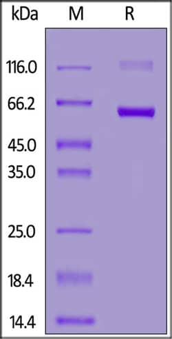 ACROBiosystems FITC-Labeled Human CD72 Protein, Fc Tag, Quantity: Each