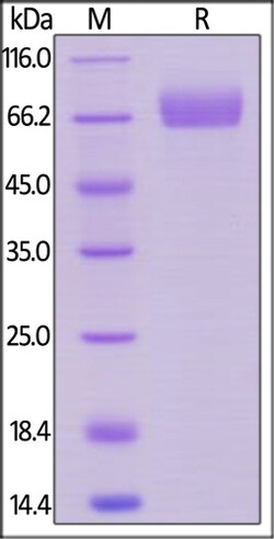 ACROBiosystems ACROBiosystems Human Siglec-3 / CD33 Protein, Llama IgG2b