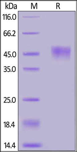 ACROBiosystems Cynomolgus CD24 Protein, Fc Tag, Quantity: Each of 1