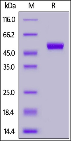 ACROBiosystems FITC-Labeled Human CD5 Protein, His Tag (MALS verified),