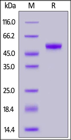 ACROBiosystems Biotinylated Human CD5 Protein, His,Avitag, Quantity: Each