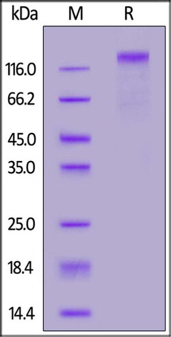 ACROBiosystems Biotinylated Human CD45 / PTPRC protein, His,Avitag, Quantity: