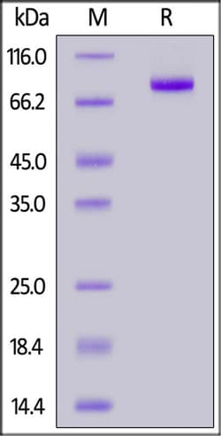 ACROBiosystems ACROBiosystems Biotinylated Human CD5 Protein, Fc,Avitag