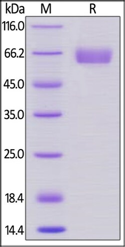 ACROBiosystems ACROBiosystems Human CD47 Protein, Llama IgG2b Fc Tag, low