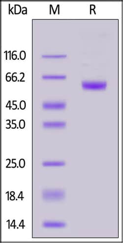 ACROBiosystems ACROBiosystems FITC-Labeled Human CD7 Protein, Fc Tag, Quantity: