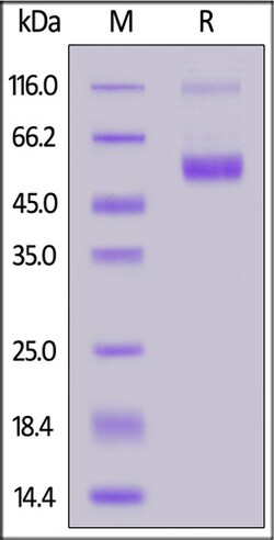 ACROBiosystems ACROBiosystems FITC-Labeled Human CD37 Protein, Fc Tag,