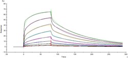 ACROBiosystems ACROBiosystems Human Fc gamma RIIIA / CD16a (V176) Protein,