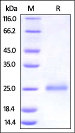 ACROBiosystems Human CD99 / MIC2 Protein, His Tag, Quantity: Each of 1