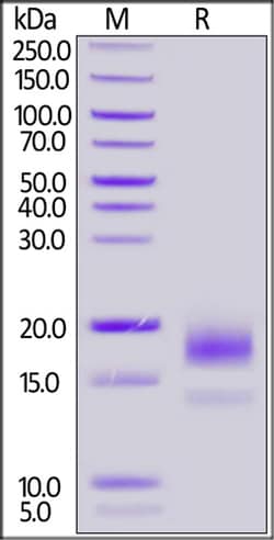 ACROBiosystems Biotinylated Human CD59 Protein, His,Avitag, Quantity: Each
