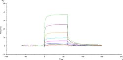 ACROBiosystems ACROBiosystems Cynomolgus Fc gamma RIIA / CD32a Protein,