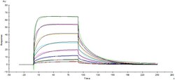 ACROBiosystems ACROBiosystems Human Fc gamma RIIIA / CD16a (F176) Protein,