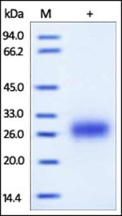 ACROBiosystems Recombinant Protein;Human Fc gamma RIIA / CD32a (R167) Protein