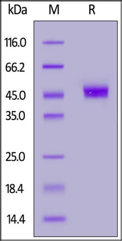 ACROBiosystems Human CD3 gamma / CD3G Protein, Fc Tag (MALS verified),