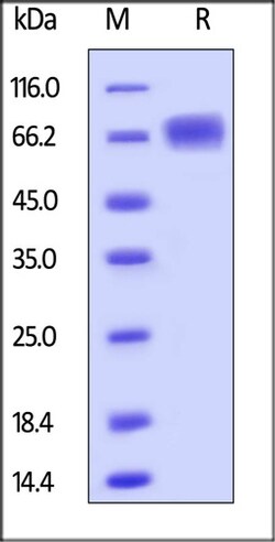 ACROBiosystems ACROBiosystems Human LILRB3 / CD85a / ILT5 Protein, His