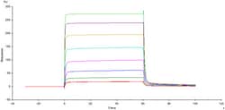 ACROBiosystems Recombinant Protein;Biotinylated Human Fc gamma RIIA / CD32a