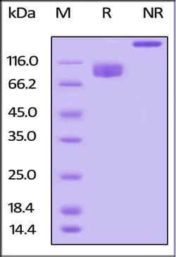 ACROBiosystems ACROBiosystems Biotinylated Human LILRB3 / CD85a / ILT5