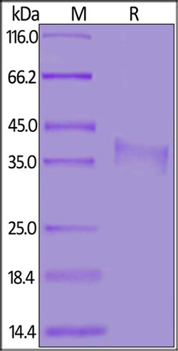 ACROBiosystems Biotinylated Mouse CD8 alpha / CD8A Protein, His,Avitag,